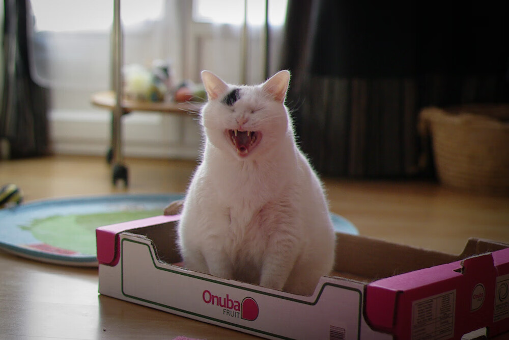 爱游戏大厅-当未来屠龙者挥出第一剑，皮亚斯特里与那场注定写入历史的绝杀