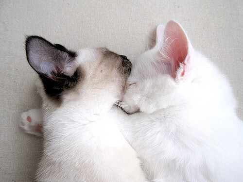 若日尼奥一锤定音!莱比锡铁血防守,斩落那不勒斯于欧冠之夜