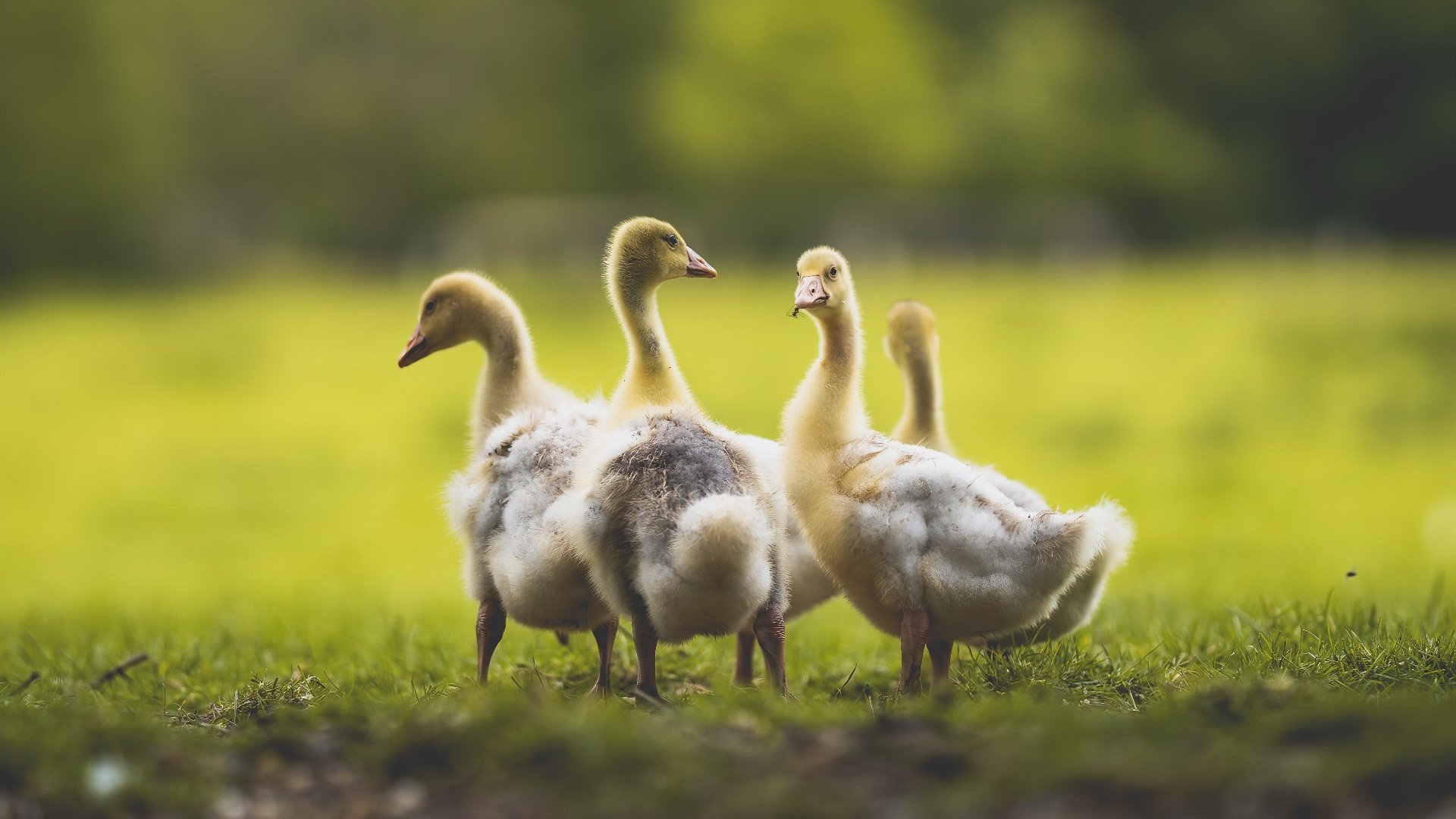 冰与火之歌,萨卡的光芒与雷恩的致命一击