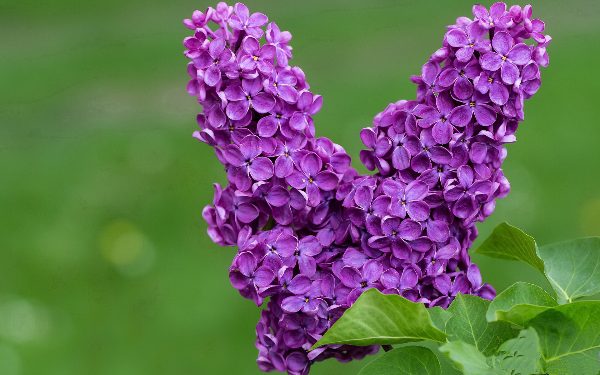 当非洲大象碾过阿尔卑斯山脊,李刚仁在2026世界杯的加冕之夜