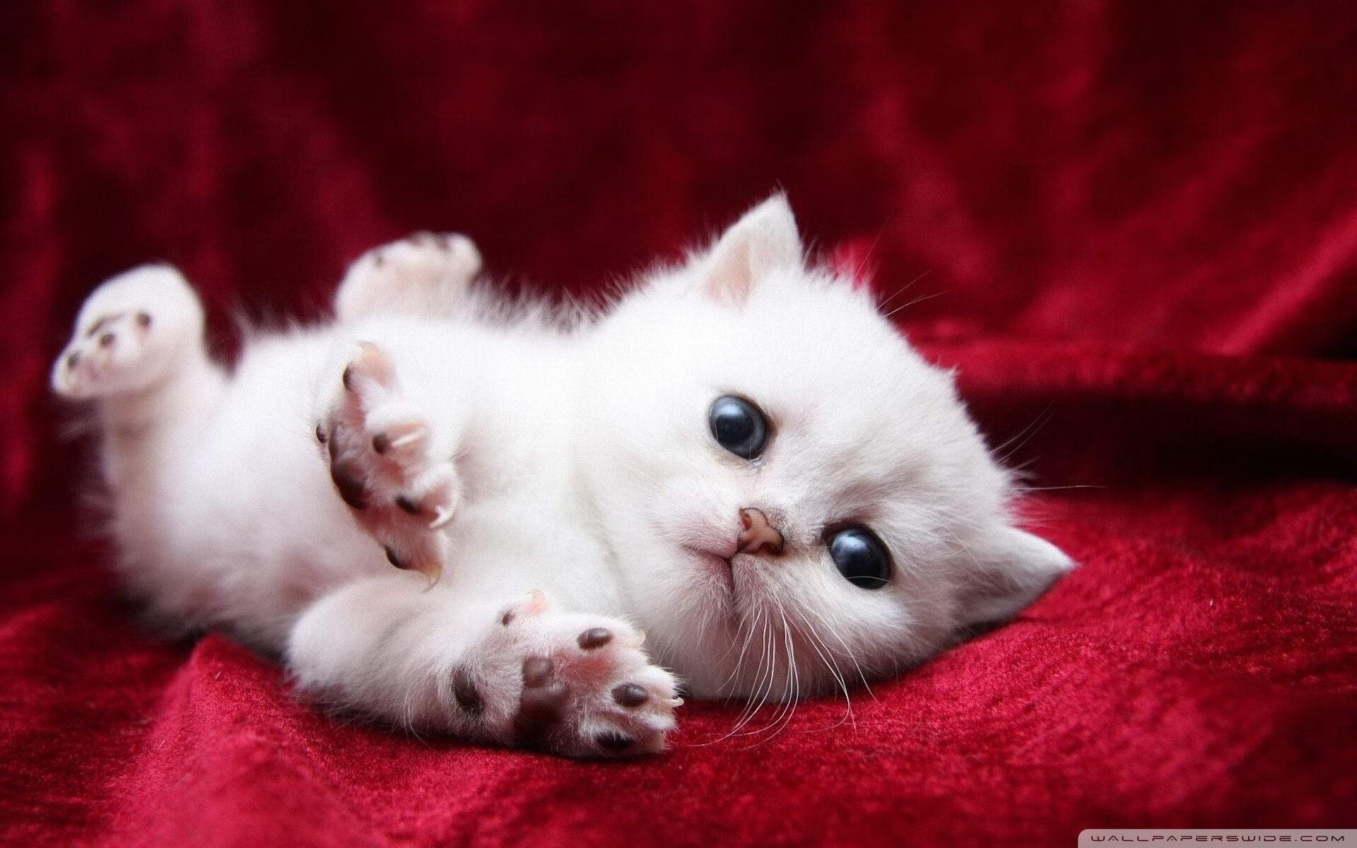 格纳布里一手掌控比赛走势,尤文战术完美压制阿根廷风格