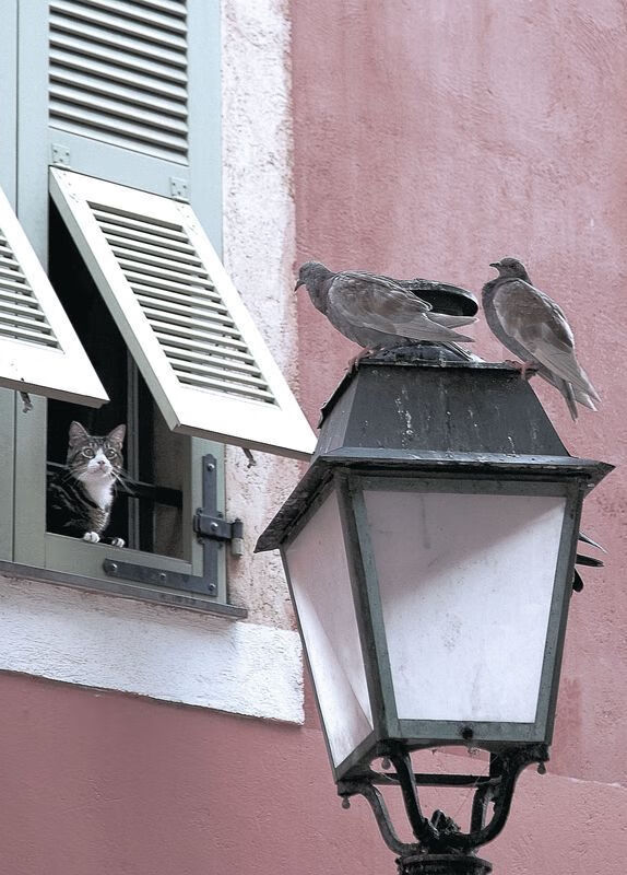 攻防一体的艺术,西亚卡姆如何成为热火终结灰熊的关键引擎