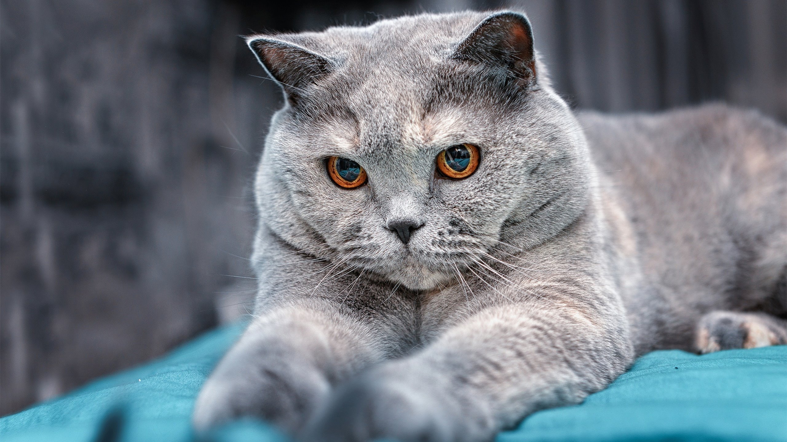 爱游戏大厅-钢铁与丝绸，霍勒迪—总决赛之夜唯一的隐形守护者