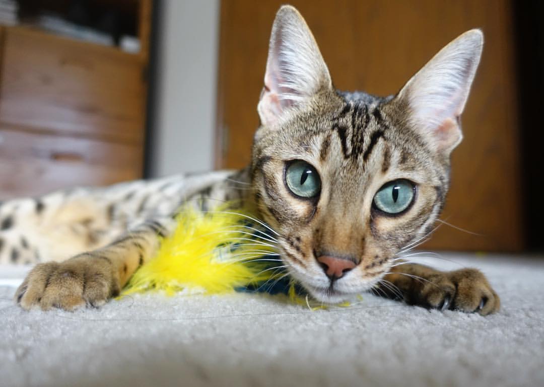 两场战役,同一种胜利逻辑,足球场上的决定性瞬间