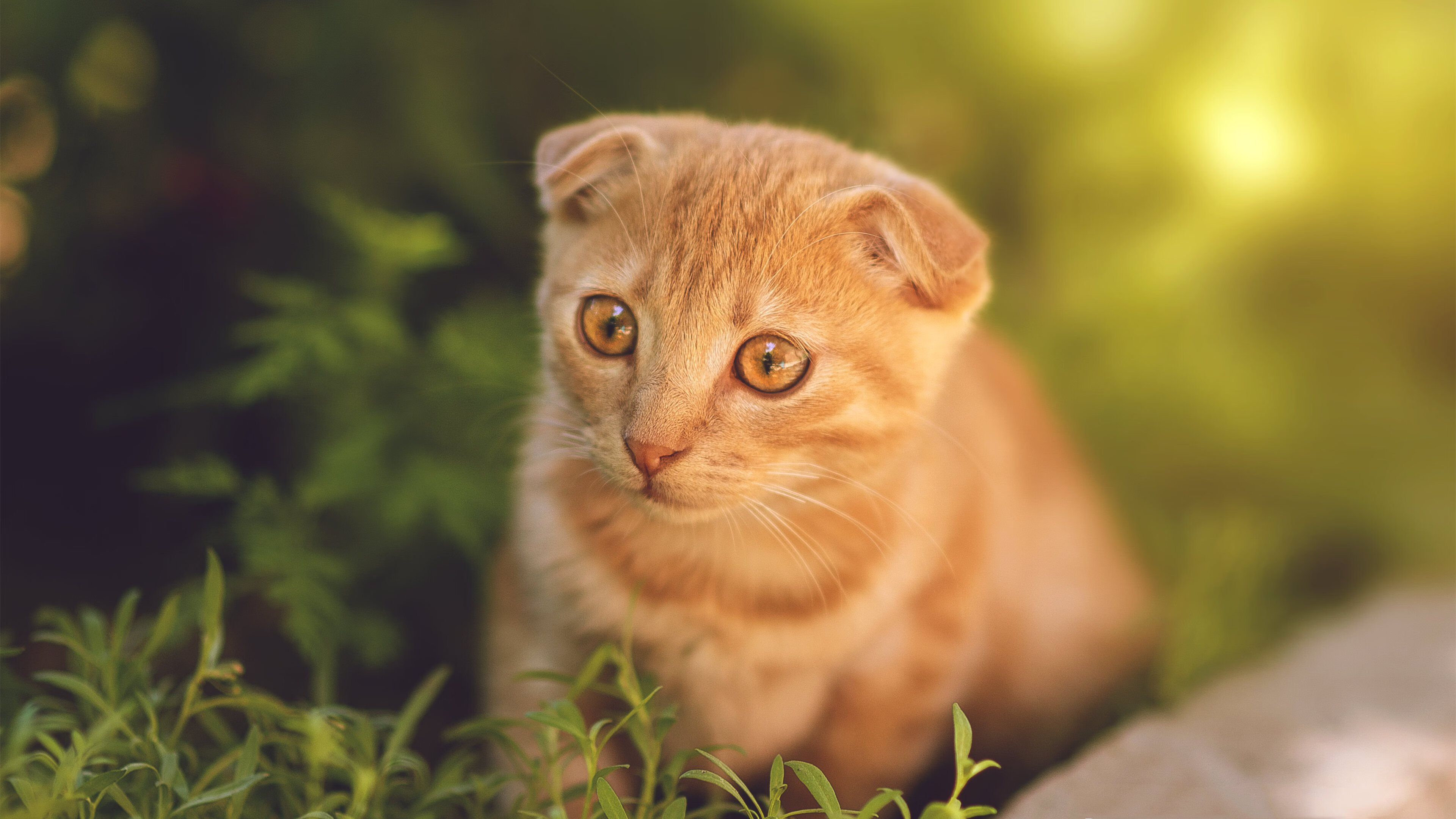 爱游戏官网-没有小球的时代，只有被忽略的巨人，戈贝尔31+14如何拆穿勇士战术幻象