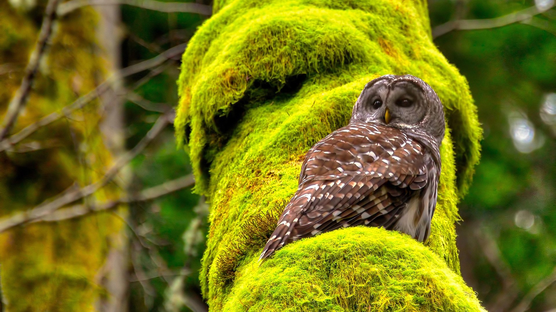 轰鸣的黄色，死寂的高原，当火力压制遇见无声刺客