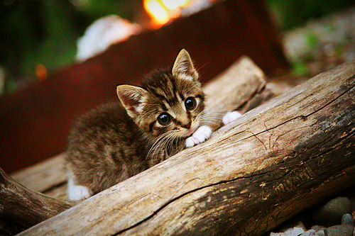 冰川与森林的绿茵对决，冰岛铁血与瑞典冷锋的德甲争冠战役