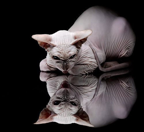 国王新王登基，米切尔领衔攻防转换，国王血拼撕碎湖人霸权