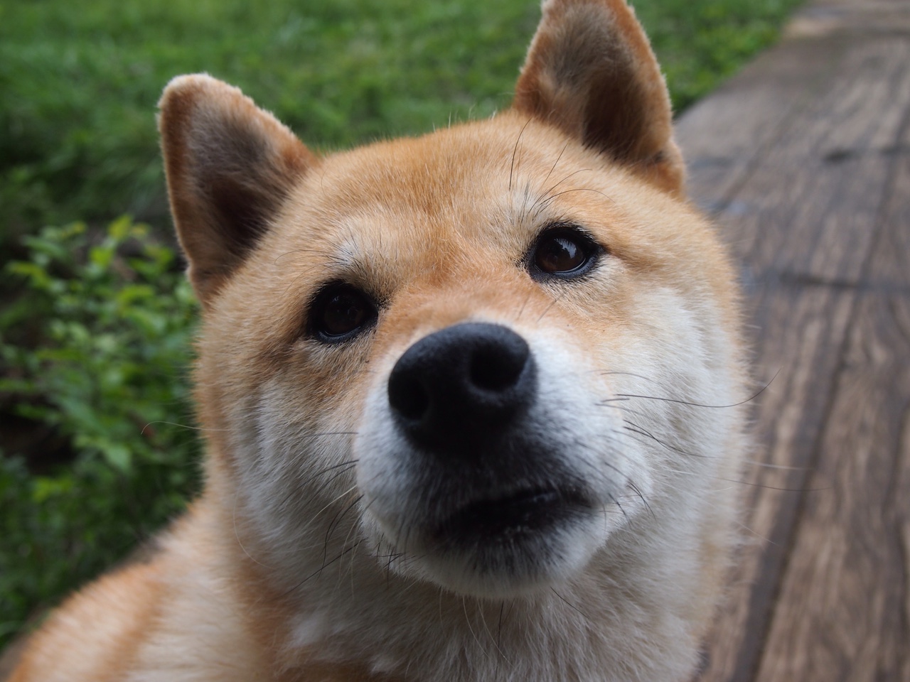 刺客归来！交易夜的弃子，终成撕裂之城的救世主