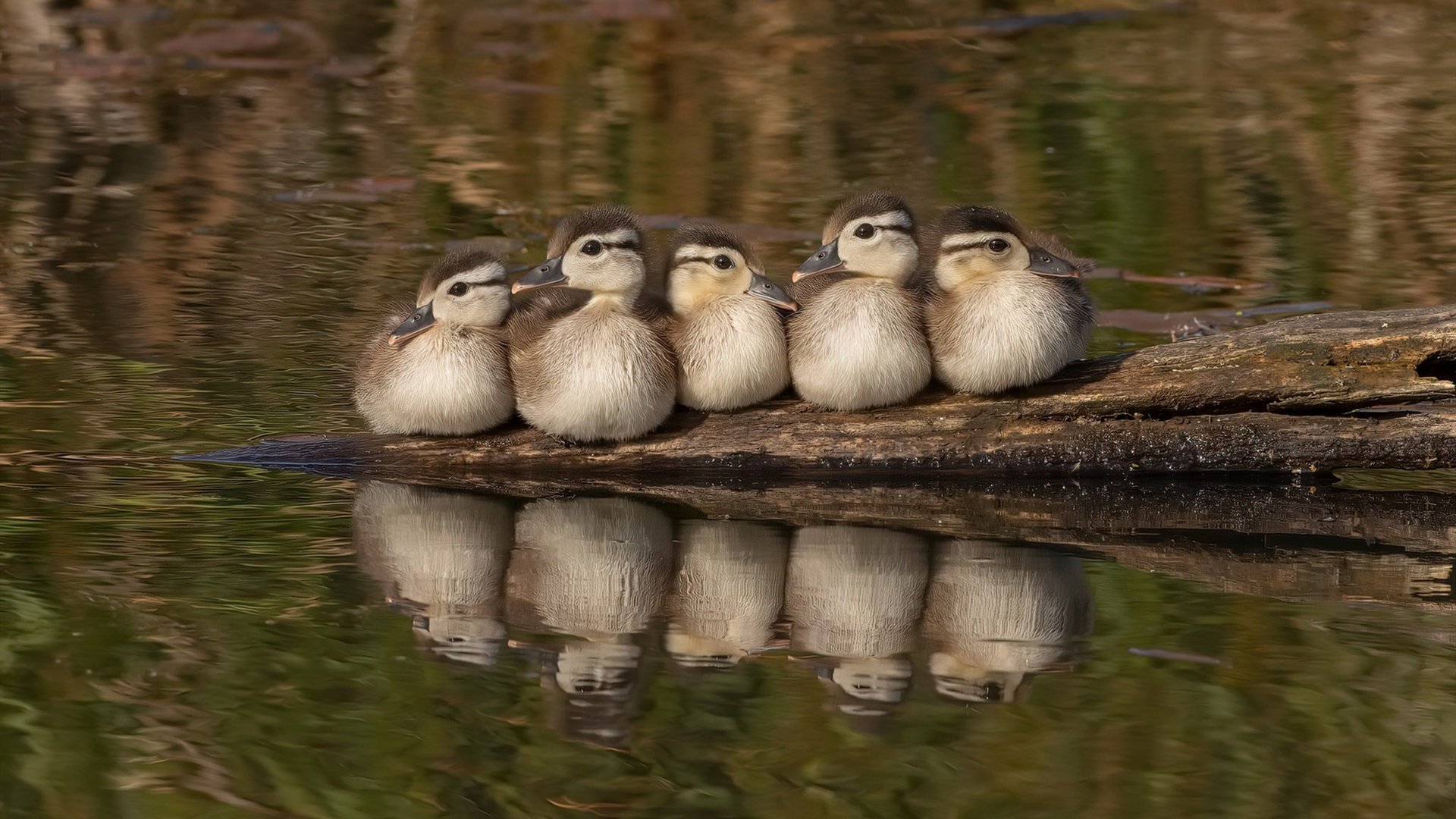 神罚之火，拉文40+5+5凿穿铁壁，年度焦点之夜的攻防美学