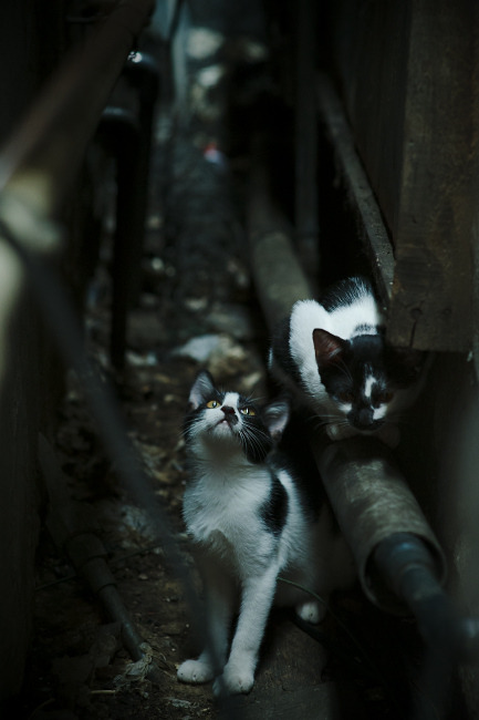 战术密码，当浓眉的巨掌按下，火箭的悬念提前熄灭