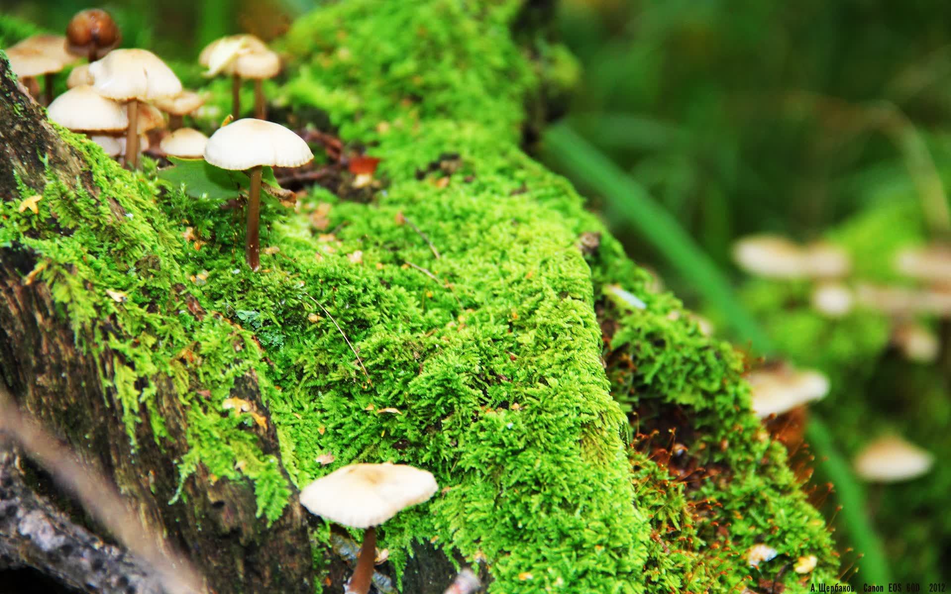 爱游戏官网-绝杀之夜，当星条旗刺穿波斯铁幕，凯恩用上帝视角执掌生死